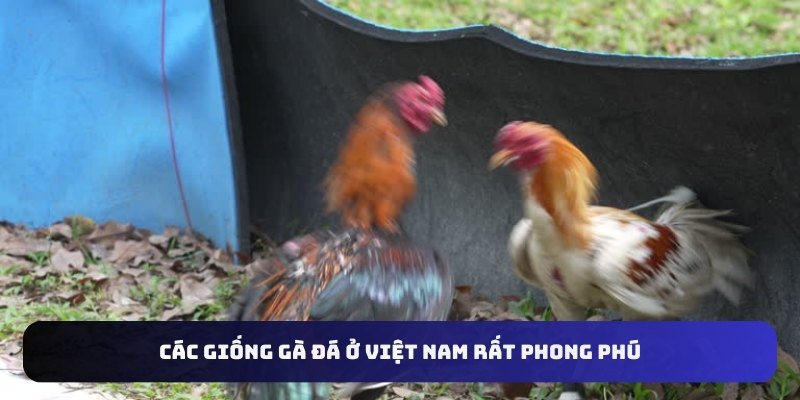 cac-giong-ga-da-o-viet-nam-rat-phong-phu