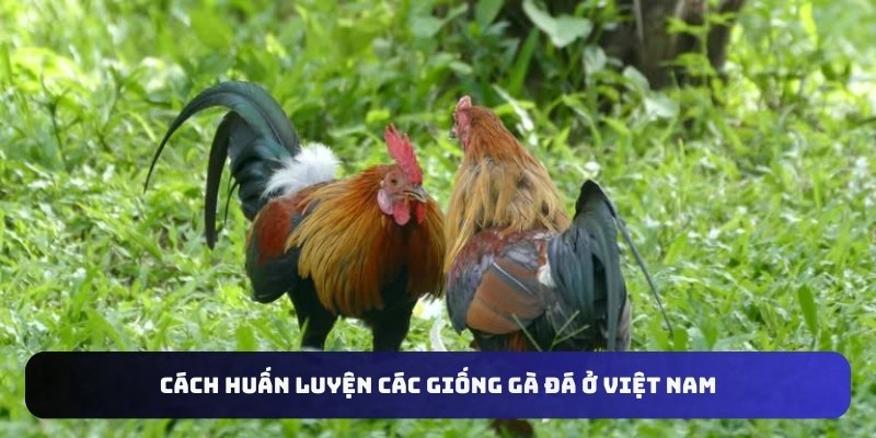 cach-huan-luyen-cac-giong-ga-da-o-viet-nam